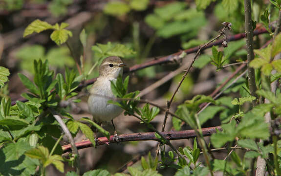 Image of Mountain Chiffchaff