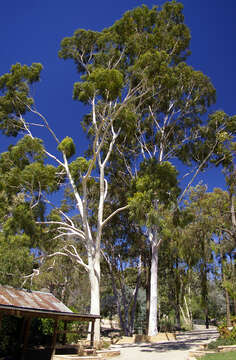 Image of lemonscented gum