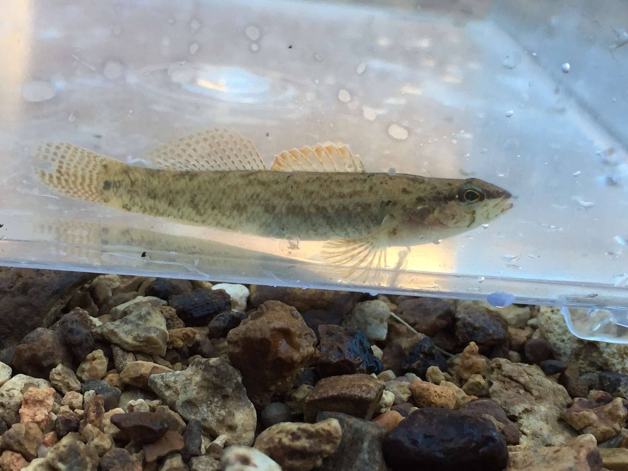 Image of Blackfin darter