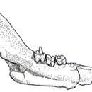 Image of Prozostrodontia