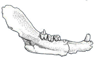 Image of Prozostrodontia