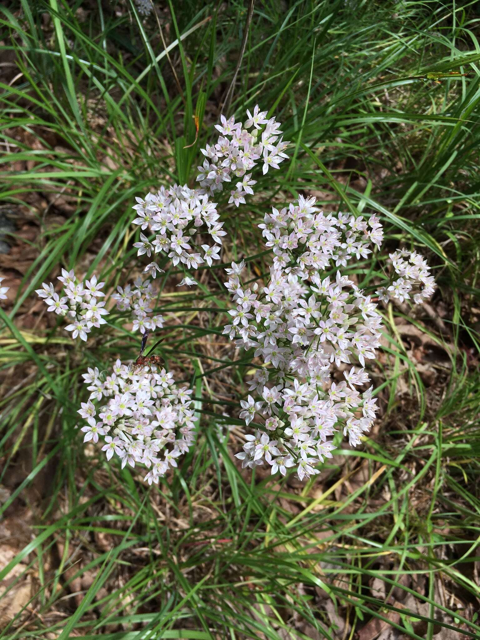 Image of meadow garlic