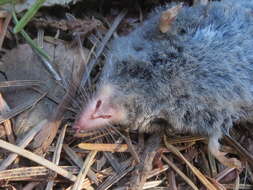 Image of Trowbridge's shrew