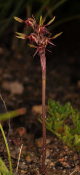 Image of Genoplesium formosum D. L. Jones