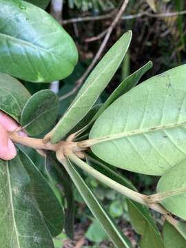 Image of Palaquium formosanum Hayata