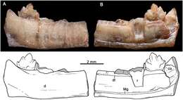 Image of Prozostrodontia