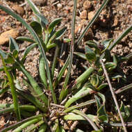 Sivun Euphorbia silenifolia (Haw.) Sweet kuva