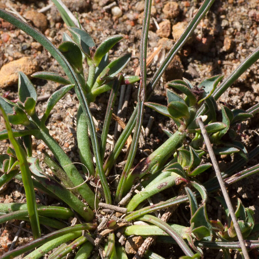 Sivun Euphorbia silenifolia (Haw.) Sweet kuva