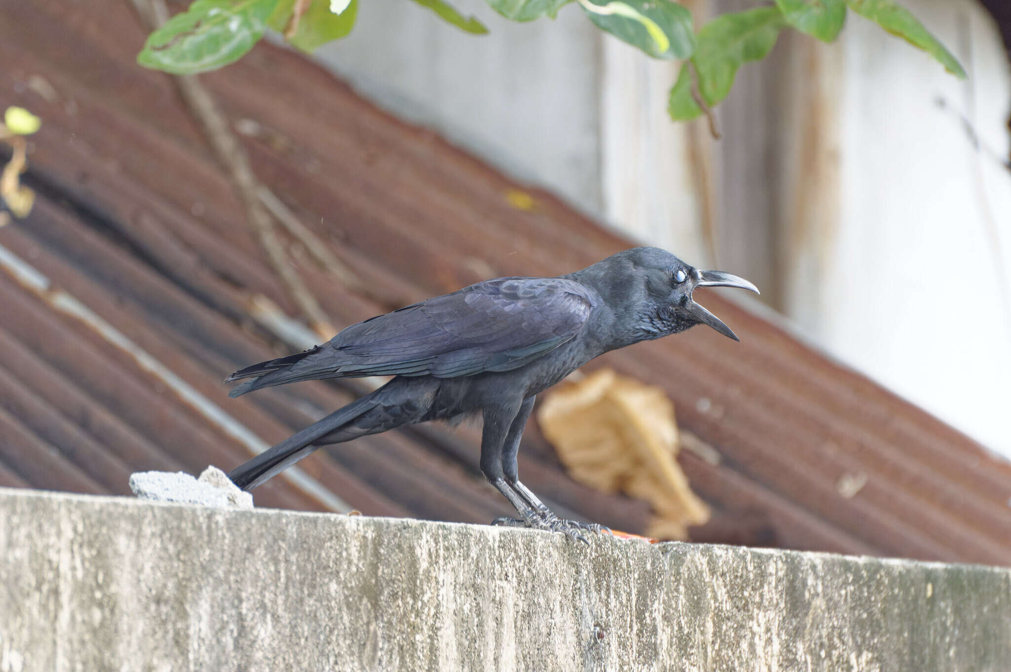 Слика од Corvus macrorhynchos levaillantii