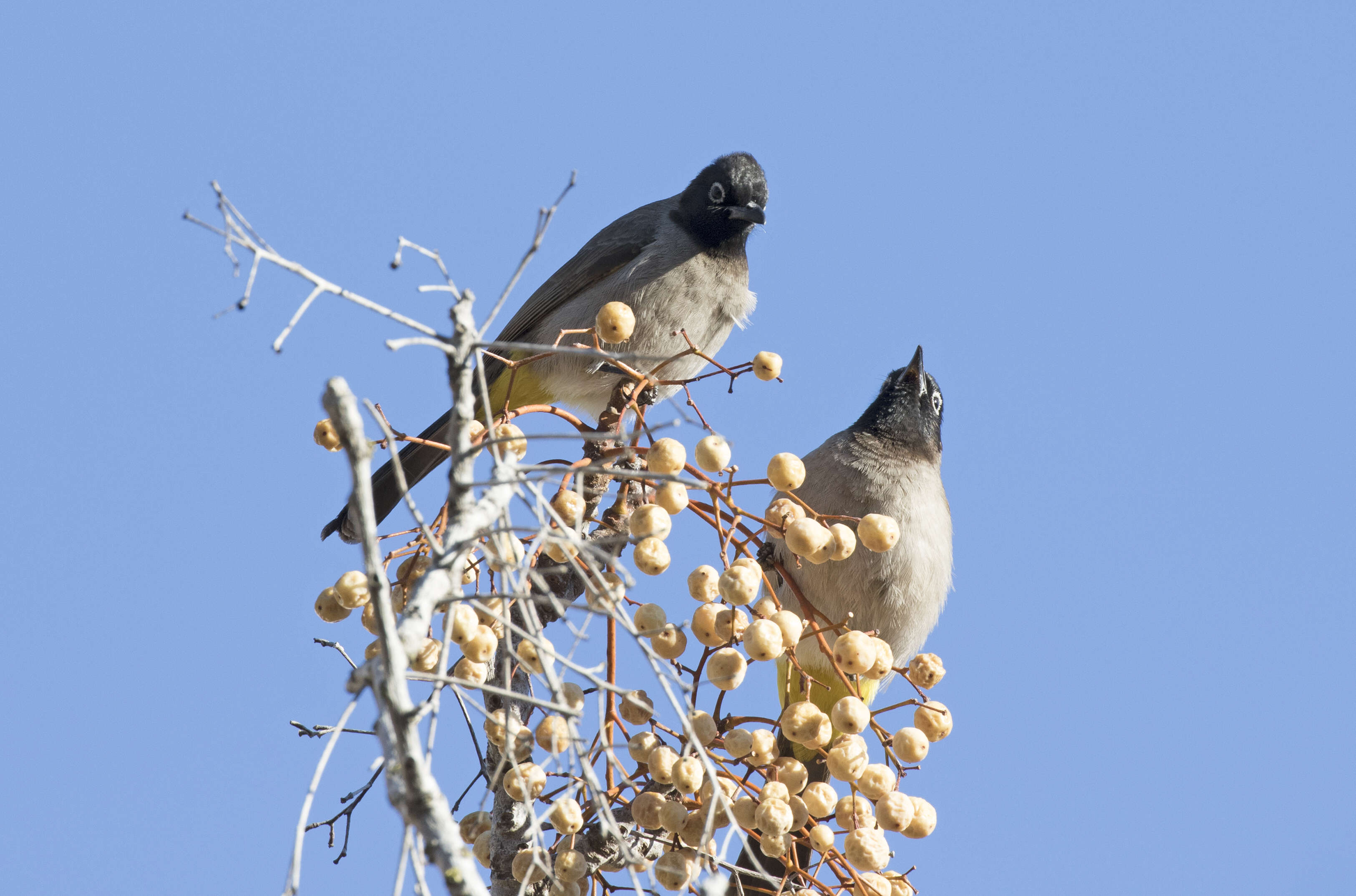 Image of White-eyed Bulbul