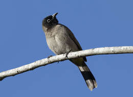 Image of White-eyed Bulbul