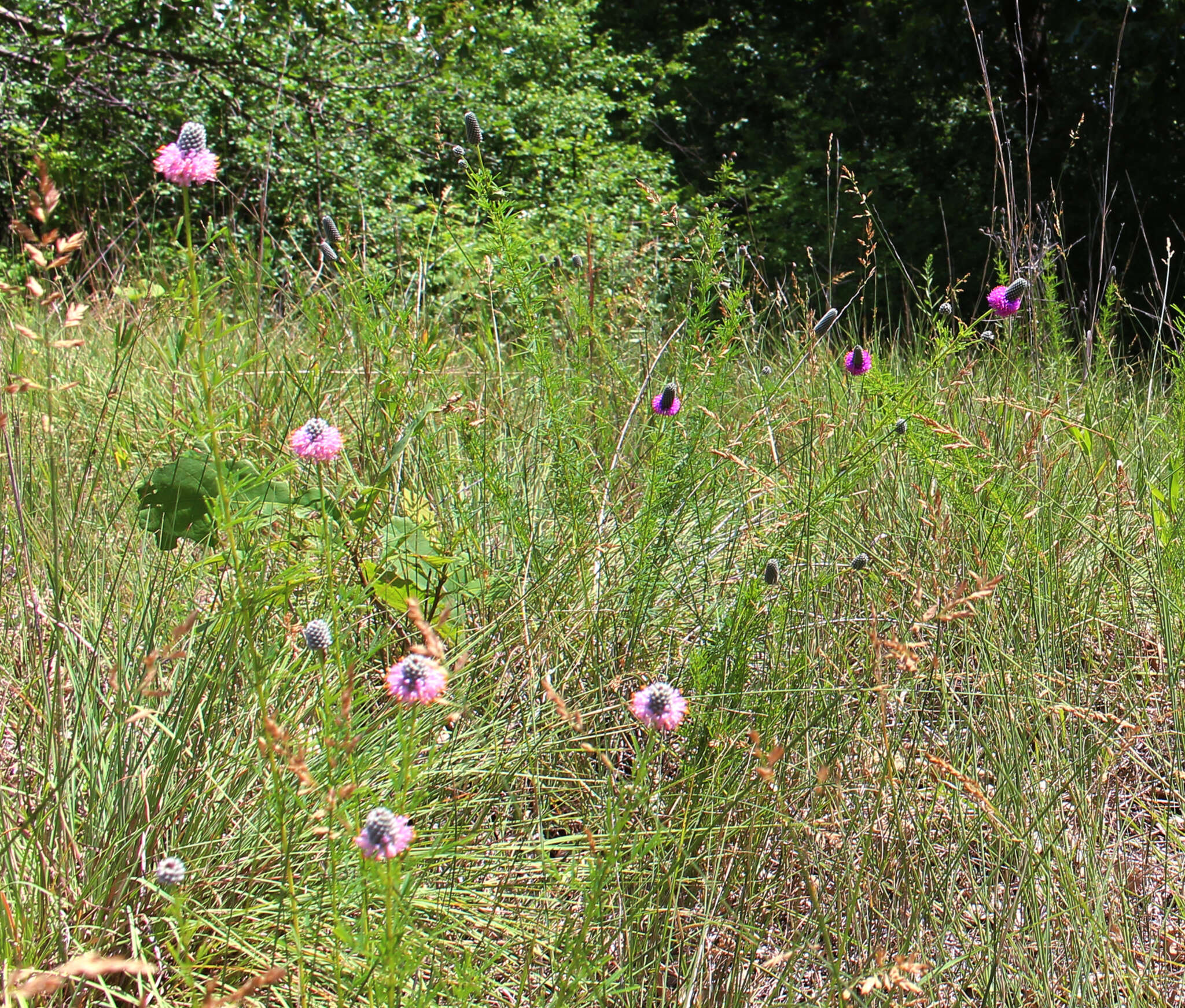 Image of purple prairie clover