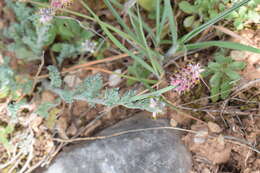 Imagem de Platycapnos spicata (L.) Bernh.