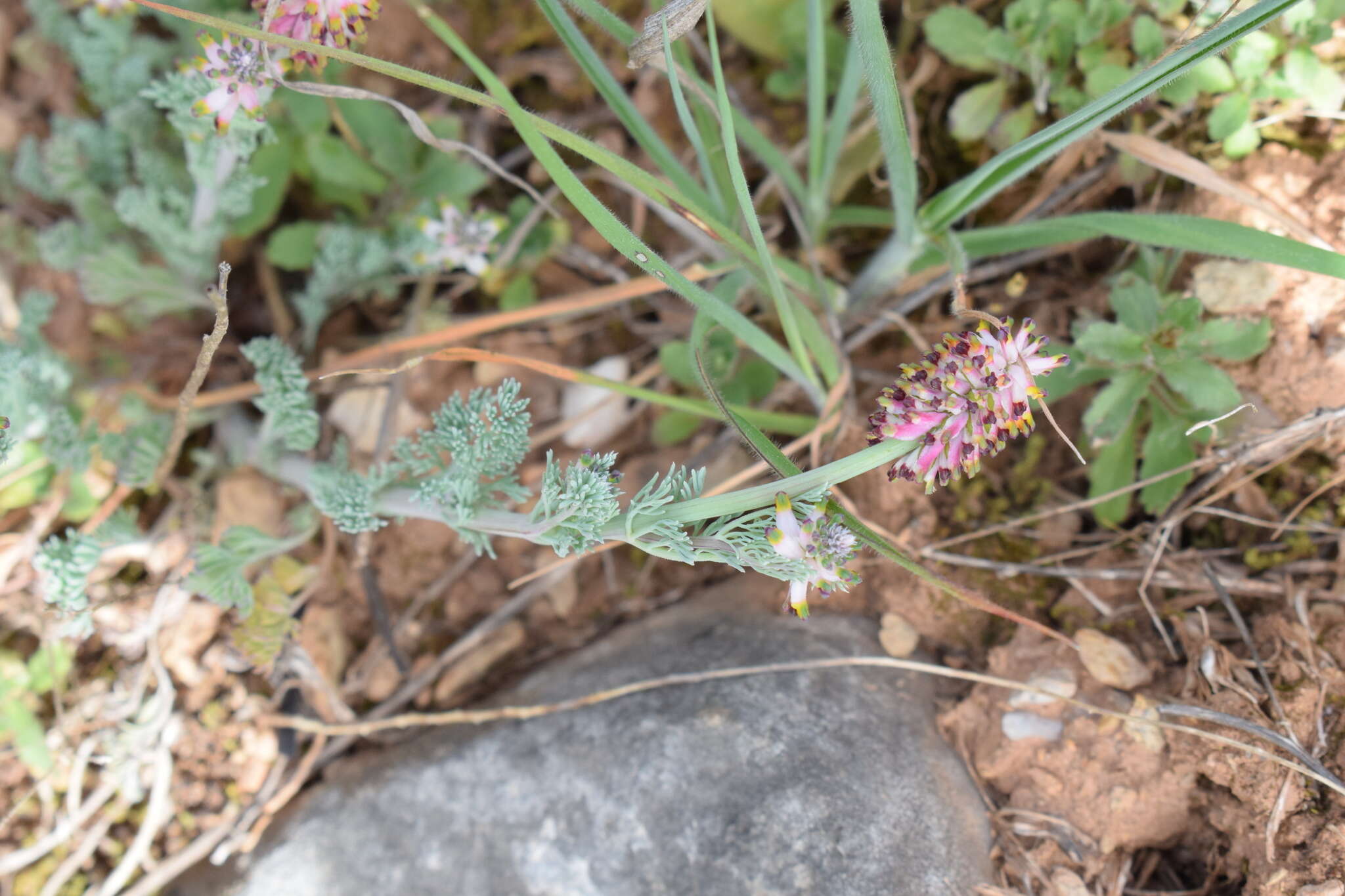 Image of Platycapnos spicata (L.) Bernh.