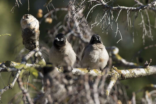 Image of White-eyed Bulbul