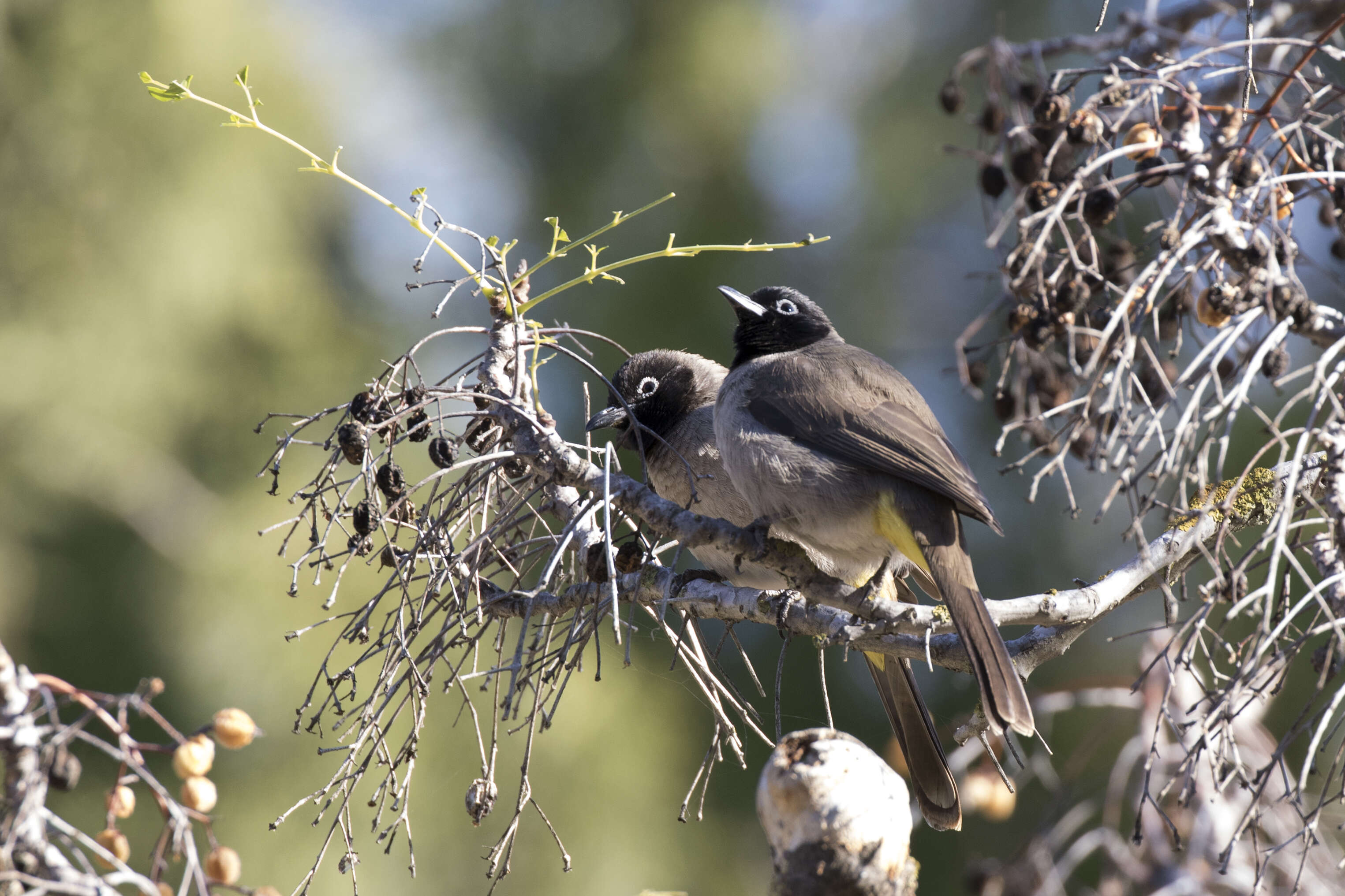 Image of White-eyed Bulbul