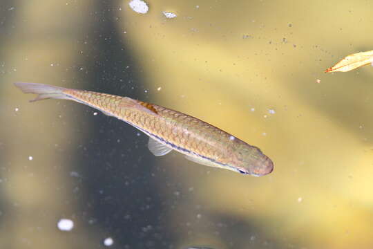 Слика од Rasbora dandia (Valenciennes 1844)