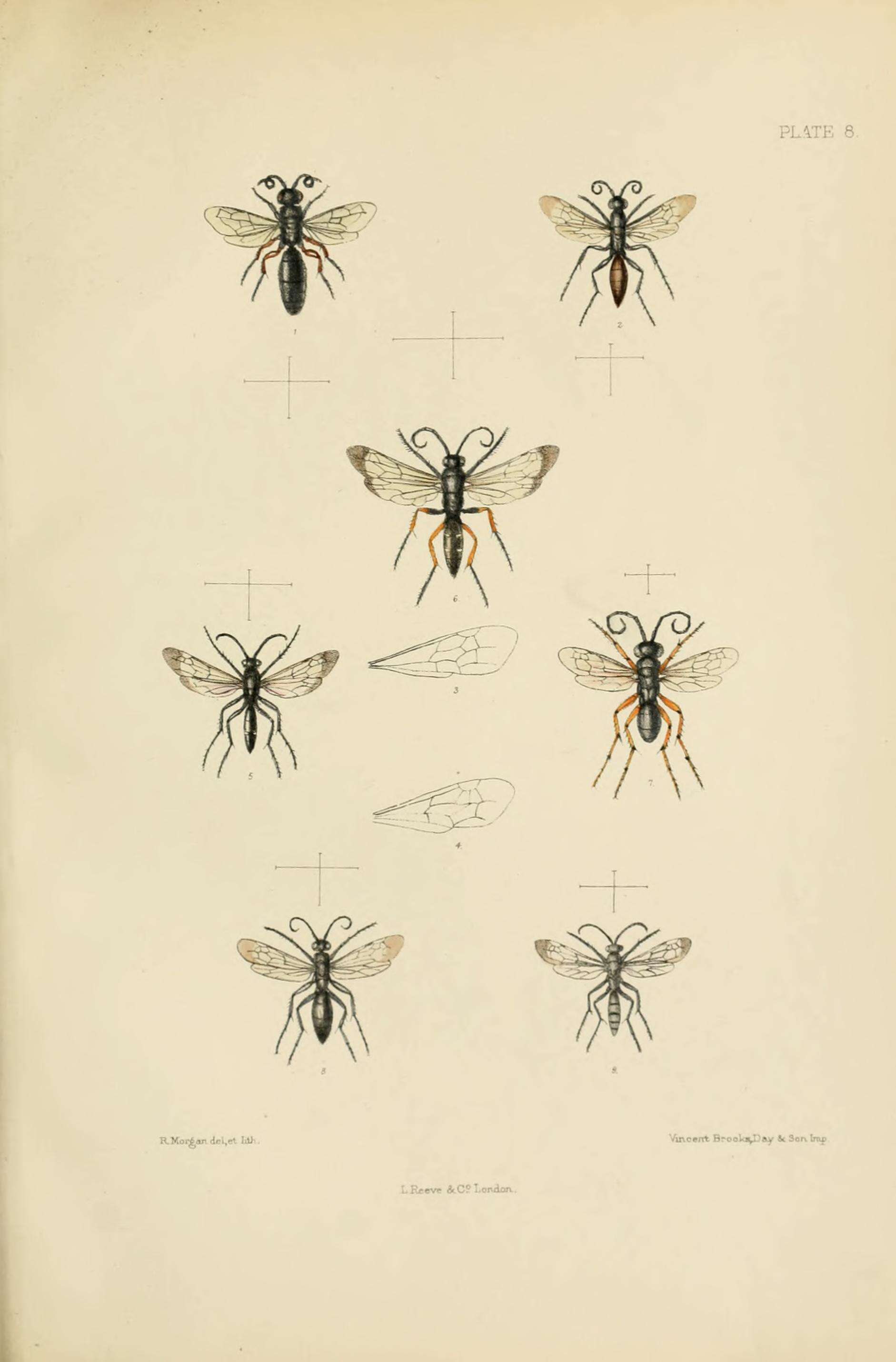 Image of Tiphia femorata Fabricius 1775