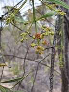 Image of Santalum murrayanum (T. Mitch.) C. Gardner