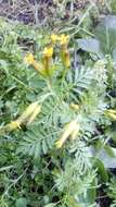 Слика од Tagetes foetidissima Hort. ex DC.