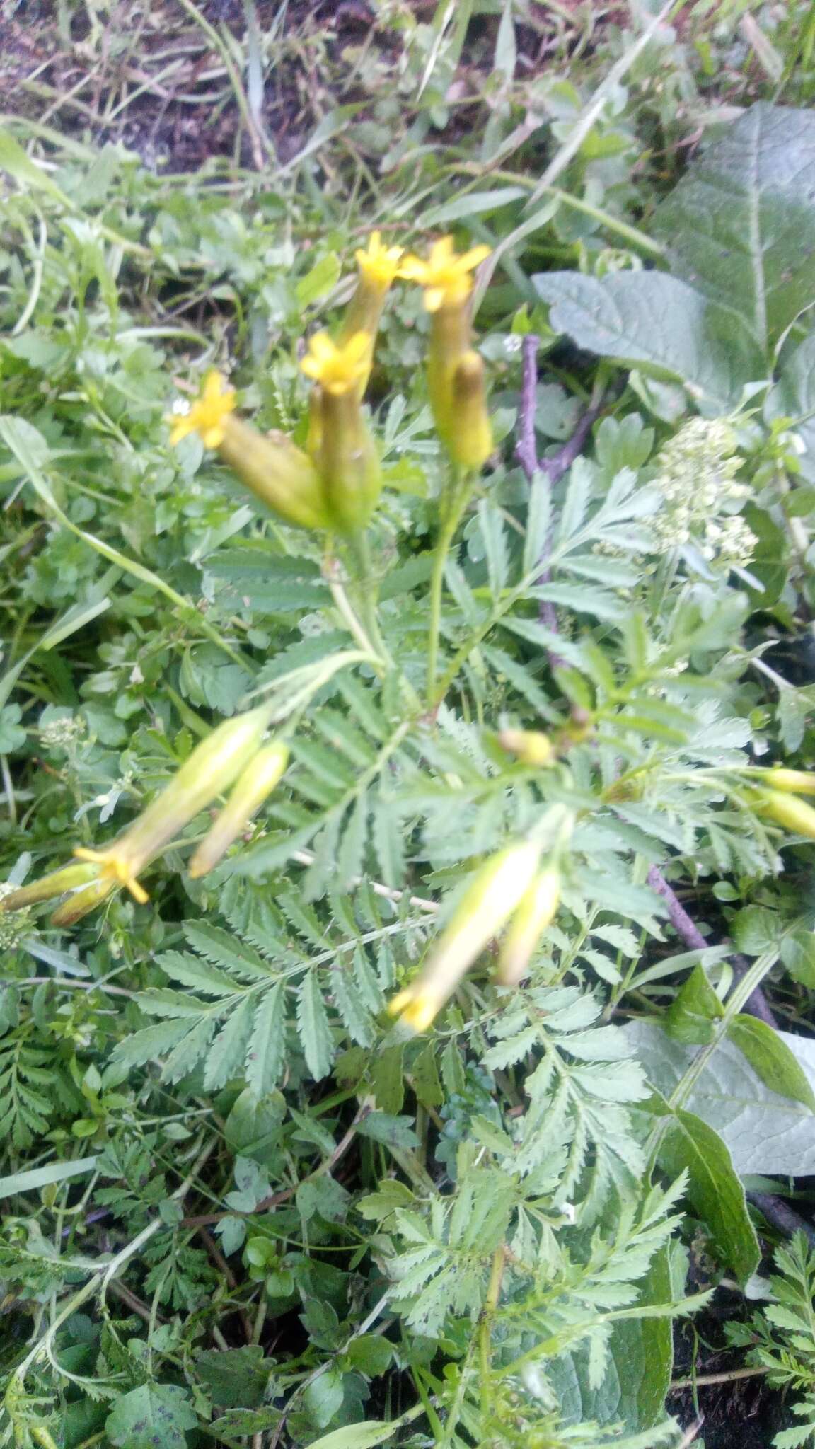 Слика од Tagetes foetidissima Hort. ex DC.