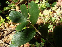 Image of netleaf oak