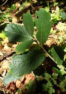 Image of netleaf oak