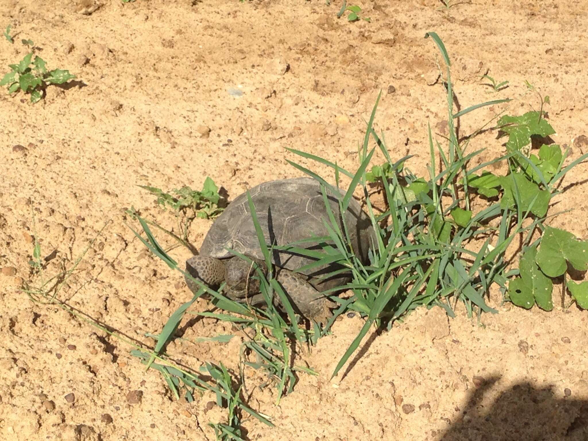 Image of (Florida) Gopher Tortoise