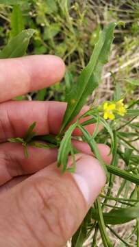 Image of bushy wallflower