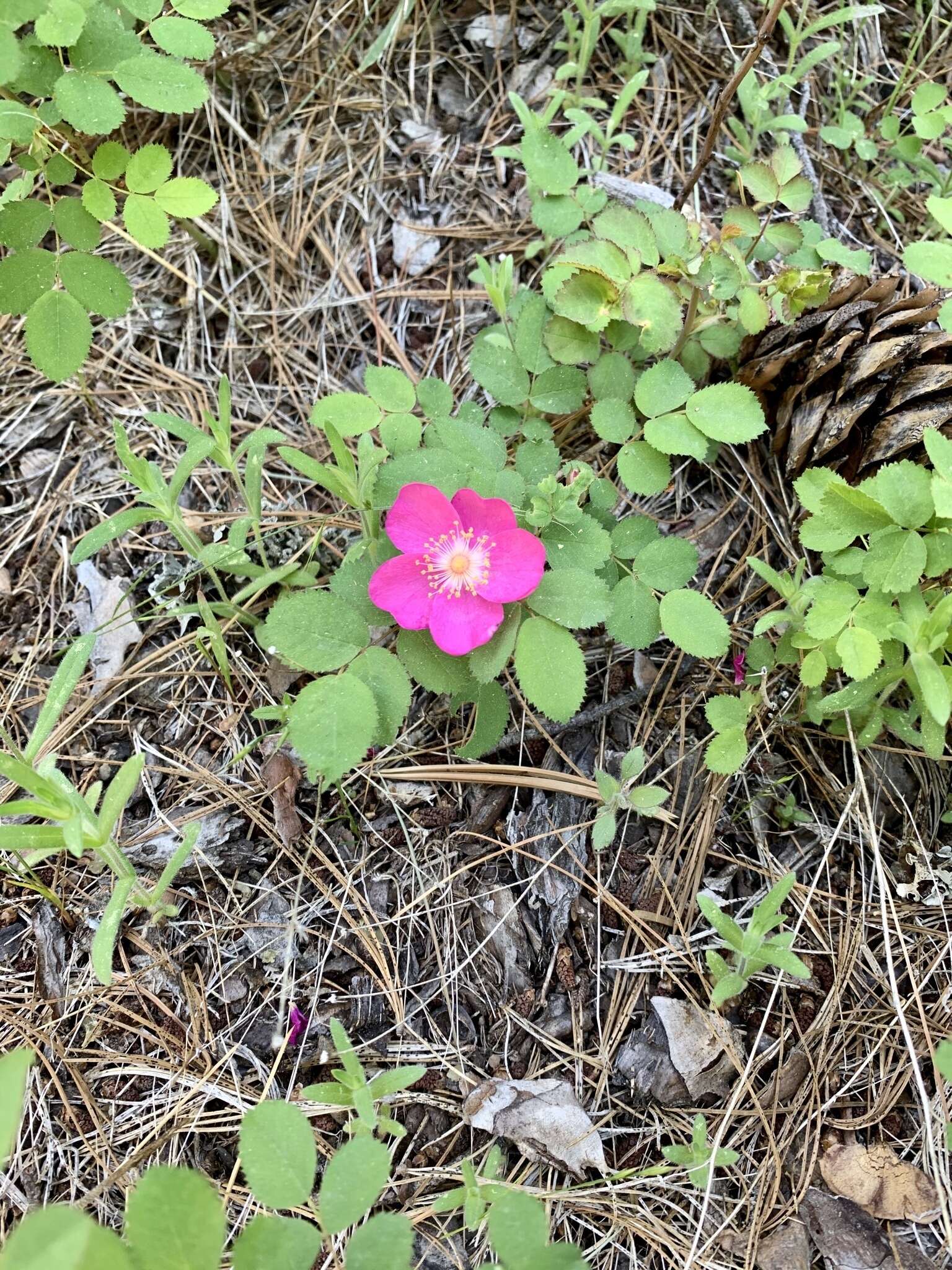 Rosa bridgesii Crepin ex Rydb. resmi