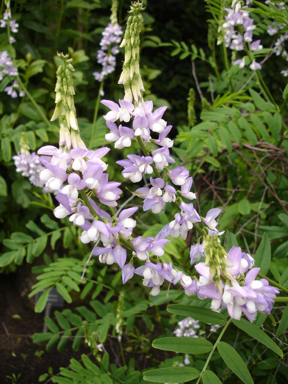 Image of Goat's rue