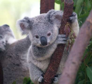 Image of koalas