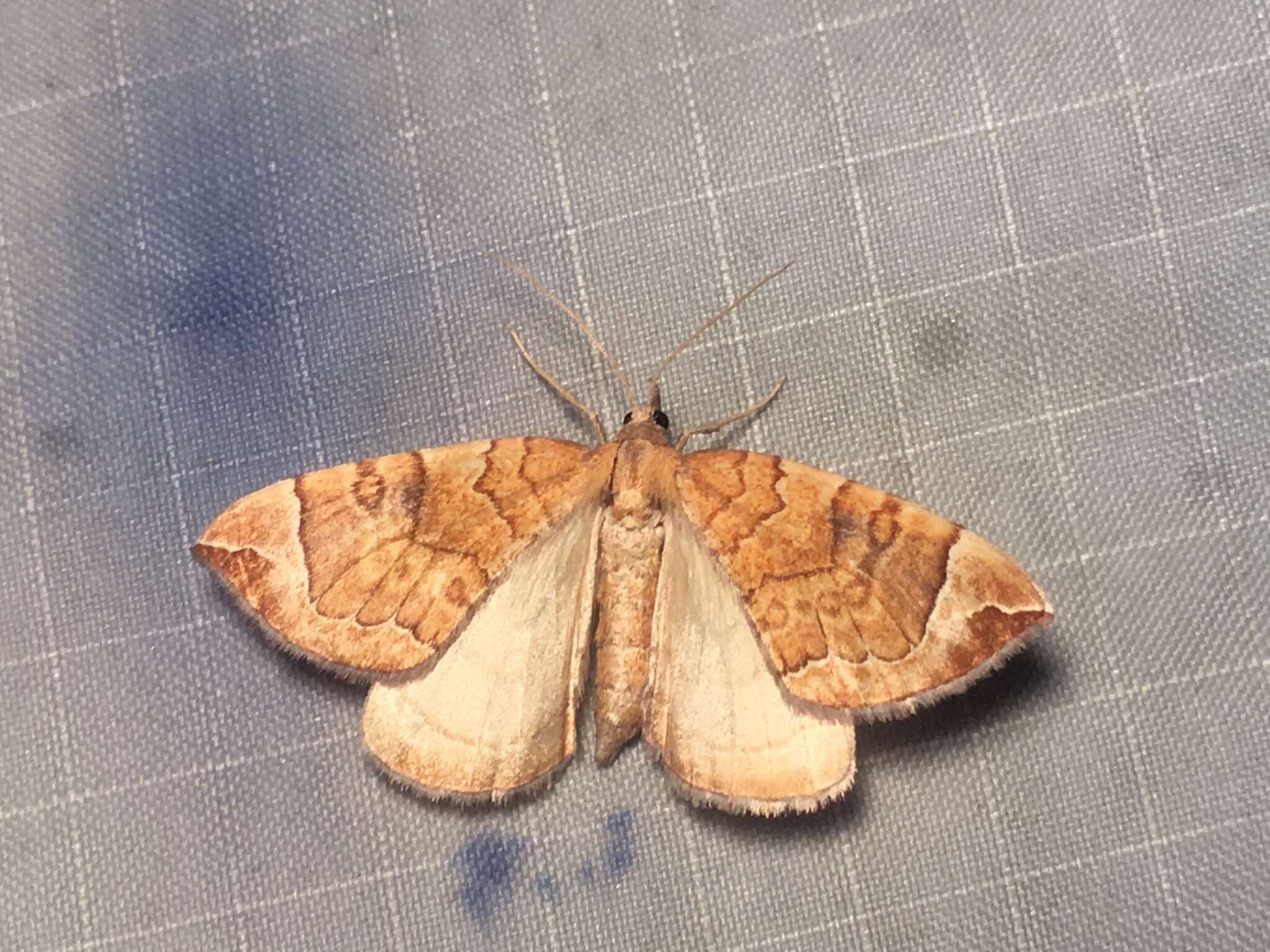 Image of Chevron Moth