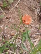 Imagem de Turnera sidoides subsp. pinnatifida (Juss. ex Poir.) M. M. Arbo