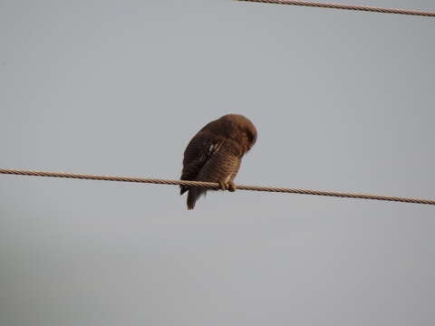 Image of Jungle Owlet