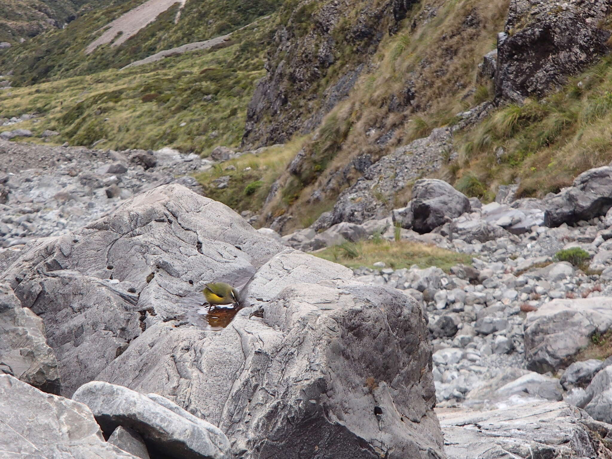 Image of New Zealand Wrens