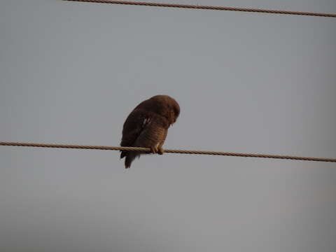 Image of Jungle Owlet