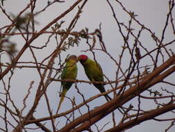 Image of Plum-headed Parakeet