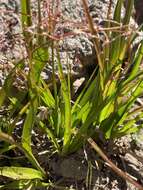 Image of forked woodrush