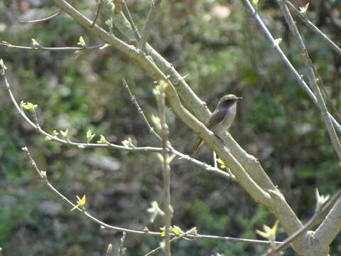 Tephrodornis pondicerianus (Gmelin & JF 1789)的圖片