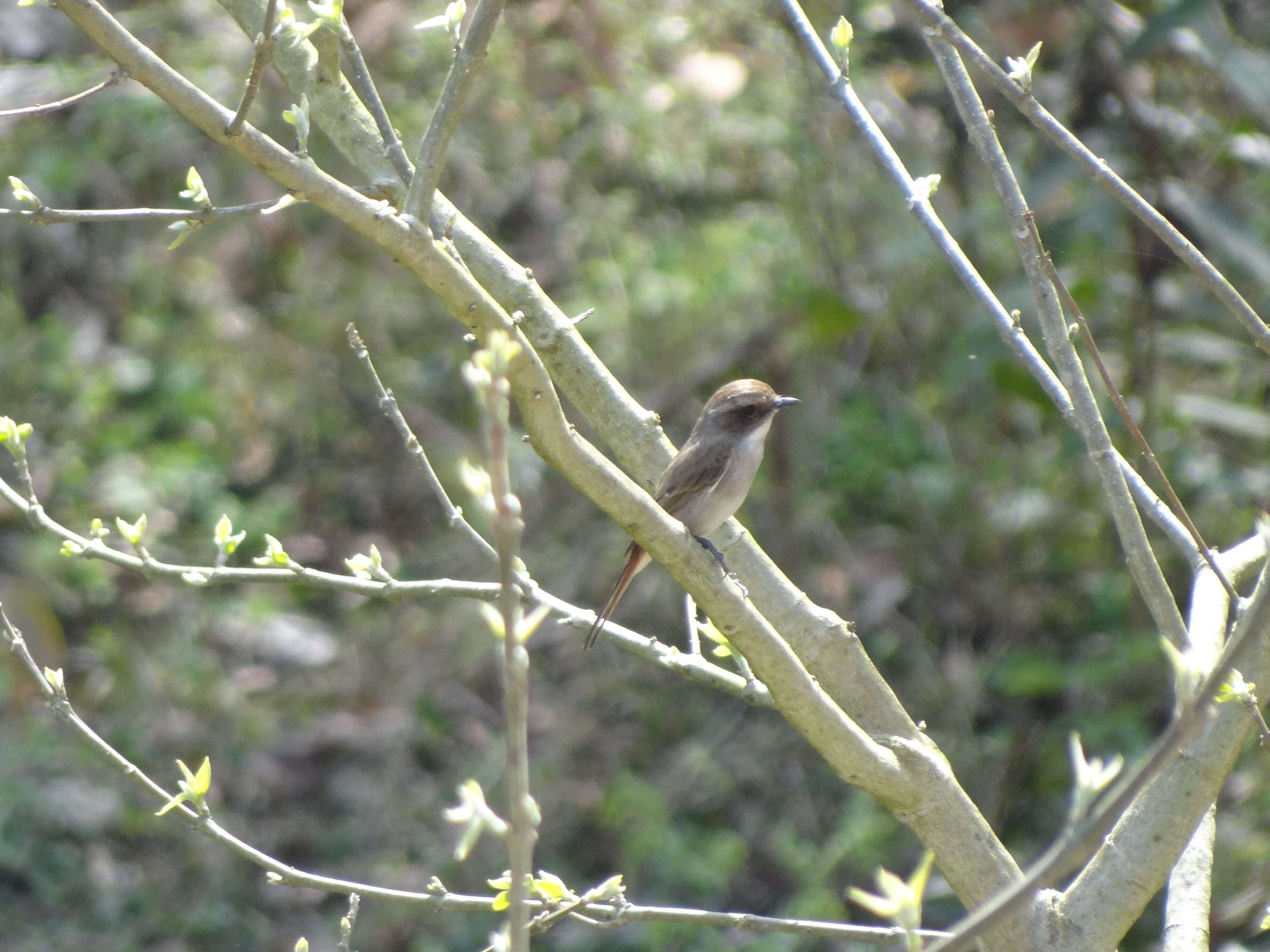 Tephrodornis pondicerianus (Gmelin & JF 1789)的圖片