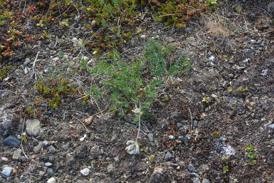 Sivun Oxytropis sordida kuva