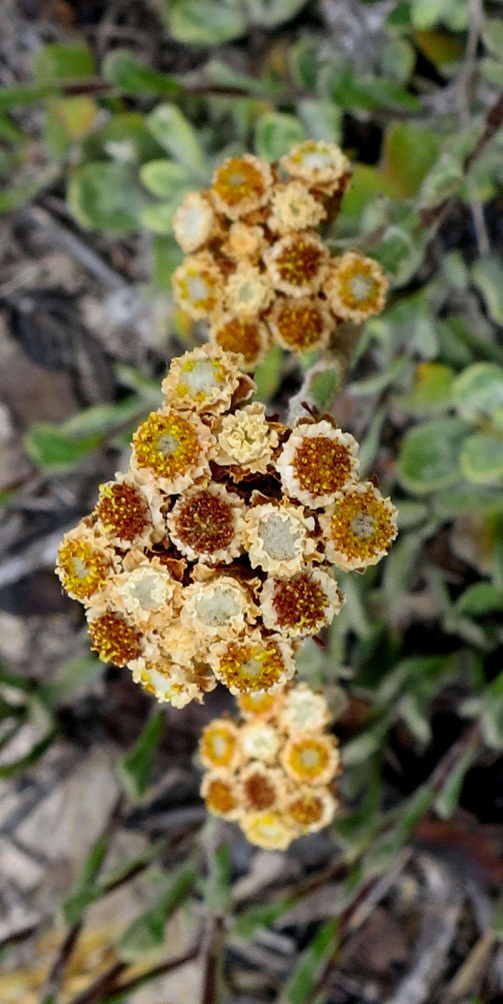 Image de Helichrysum rotundifolium (Thunb.) Less.