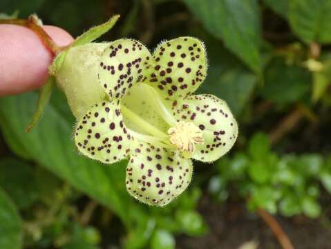 Sivun Kohleria tigridia (Ohlend.) Roalson & Boggan kuva