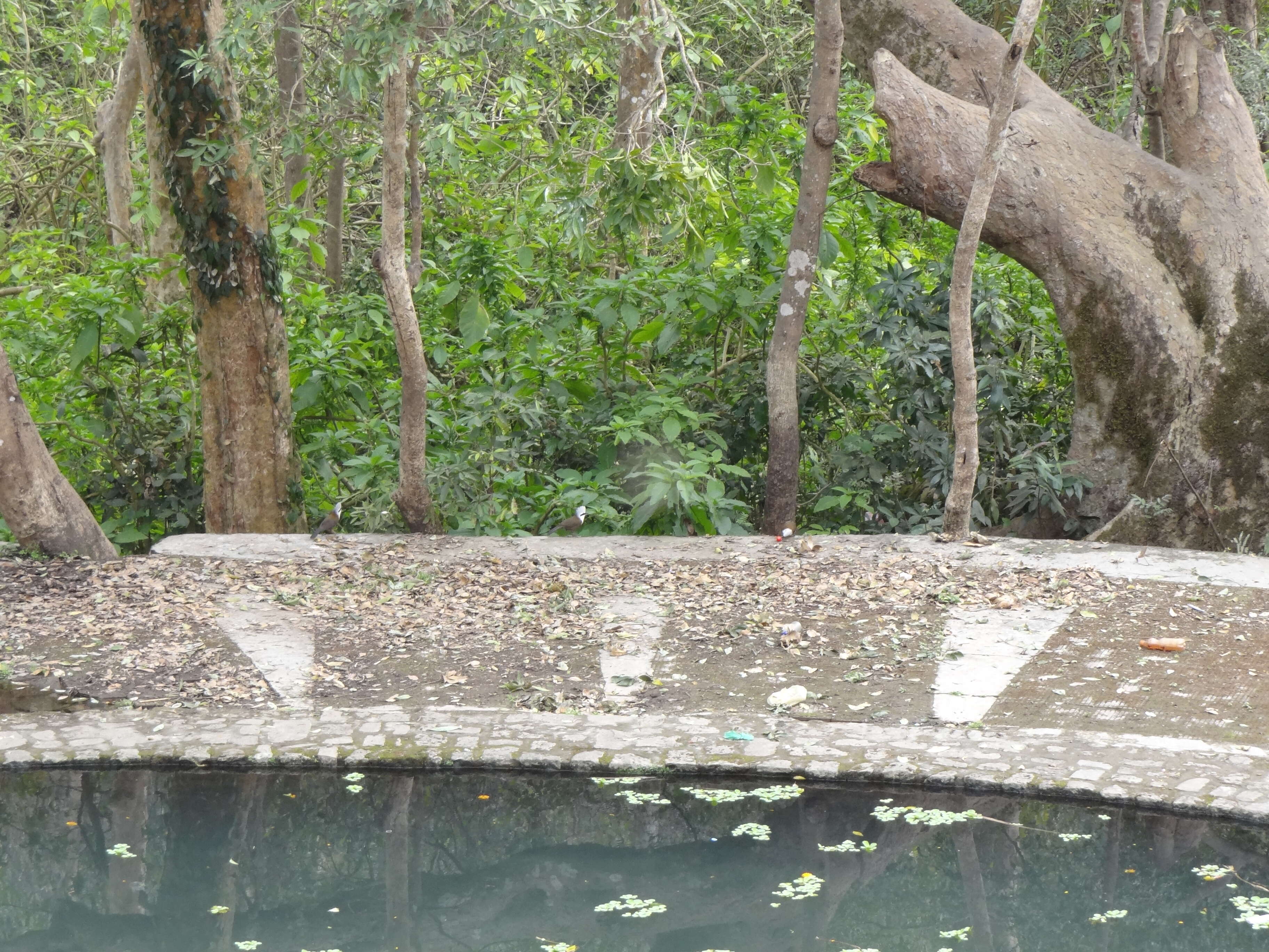 Image of White-crested Laughingthrush