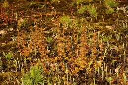 Image of Drosera ramellosa Lehm.