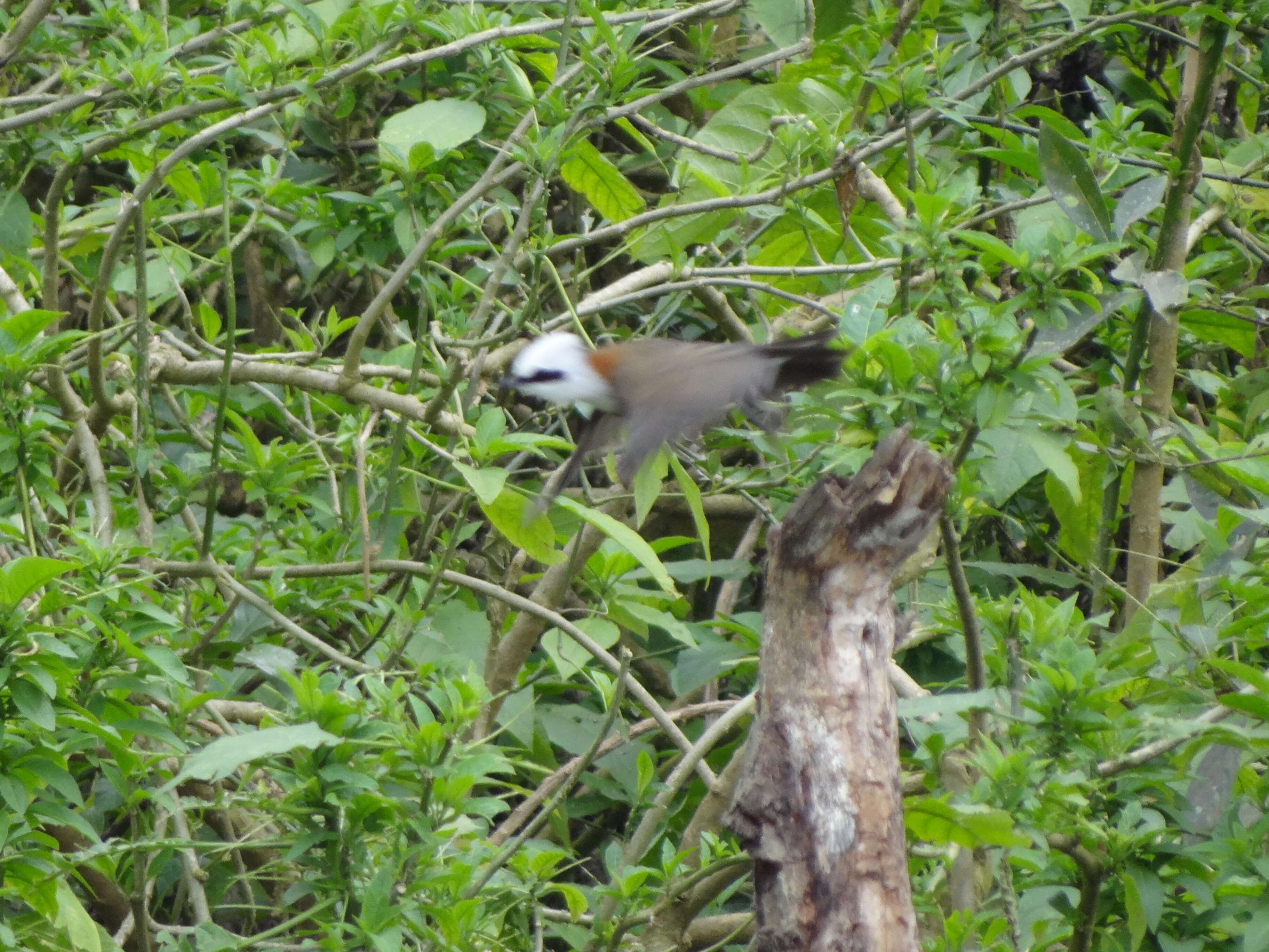 Image of White-crested Laughingthrush