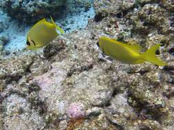 Image of Coral rabbitfish