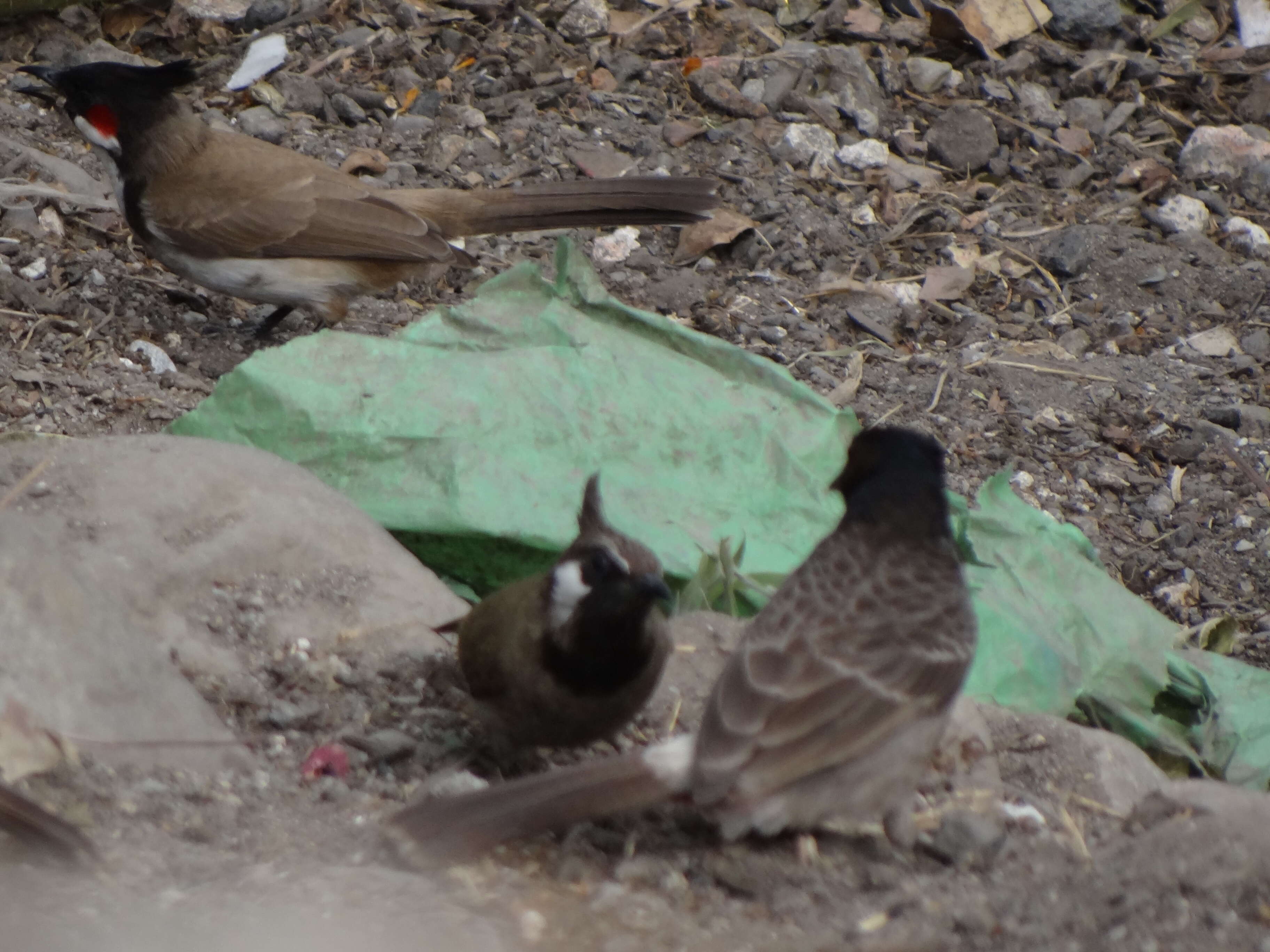 Image of Himalayan Bulbul