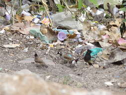 Image of Himalayan Bulbul